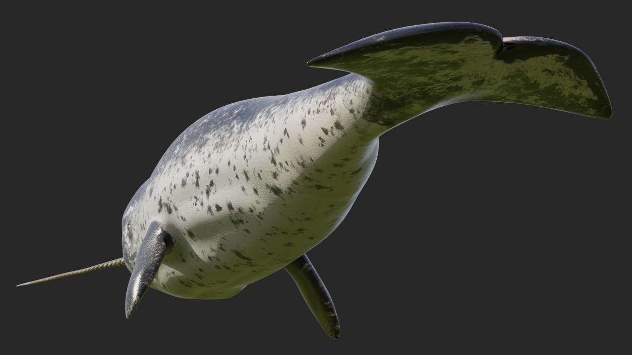 3D Narwhal Swimming Pose