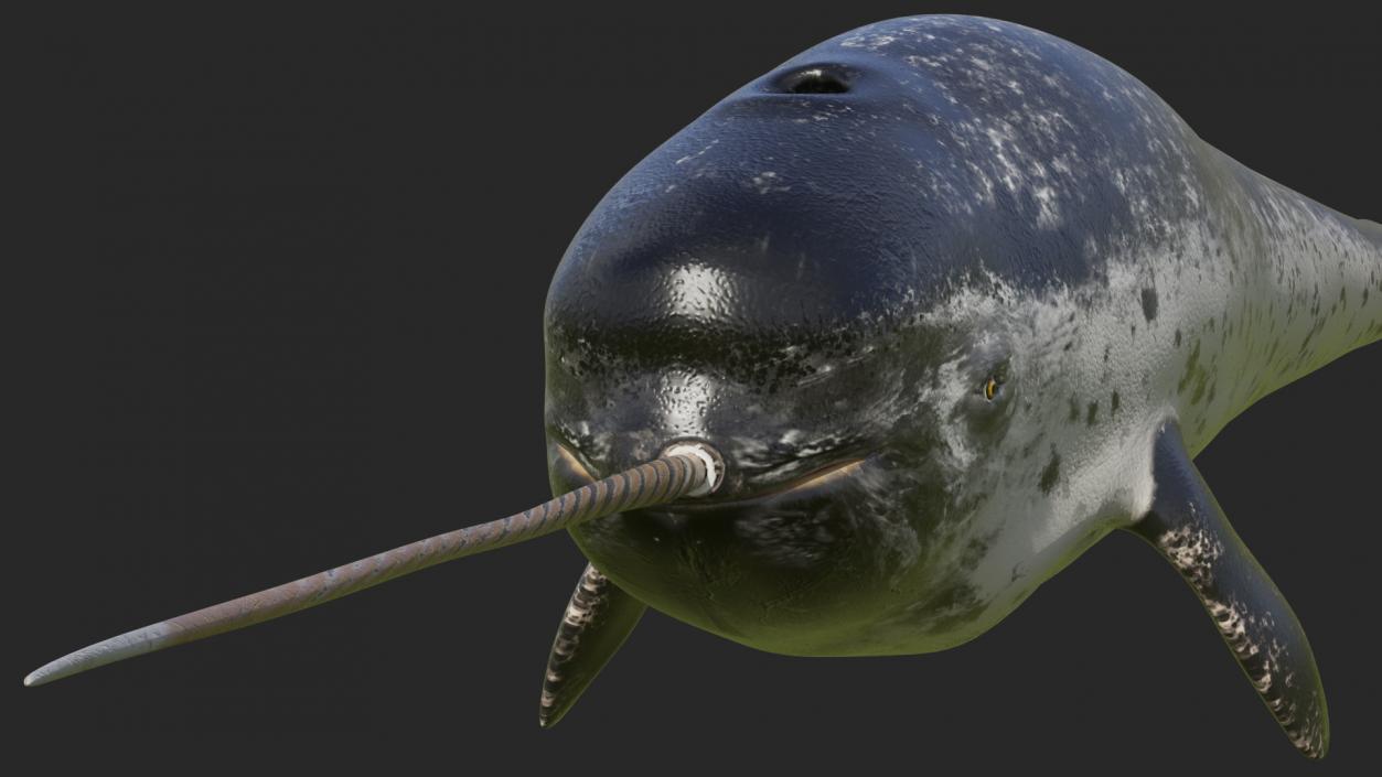 3D Narwhal Swimming Pose