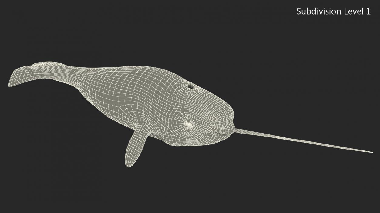 3D Narwhal Swimming Pose