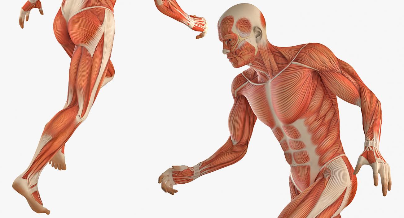 Running Man Muscles Anatomy System 3D model