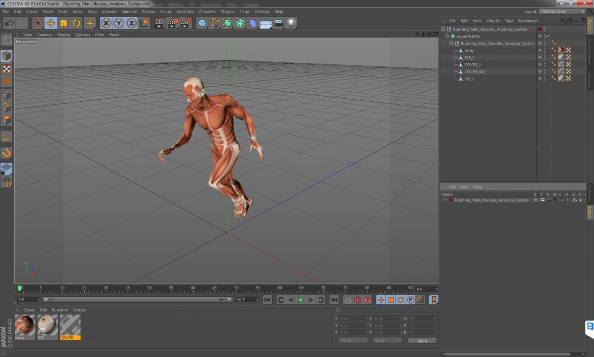 Running Man Muscles Anatomy System 3D model