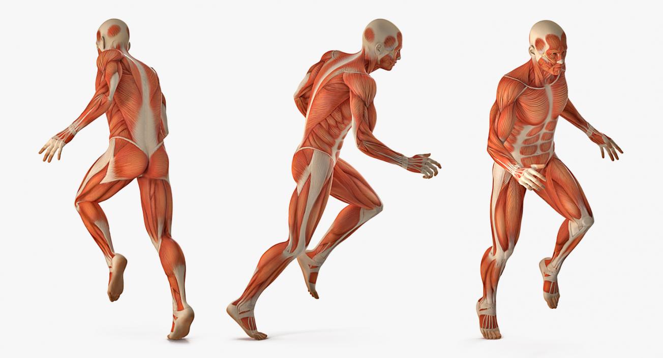 Running Man Muscles Anatomy System 3D model