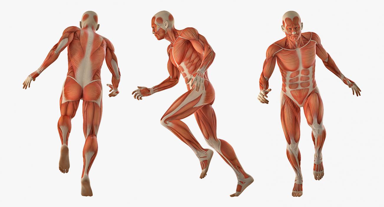 Running Man Muscles Anatomy System 3D model