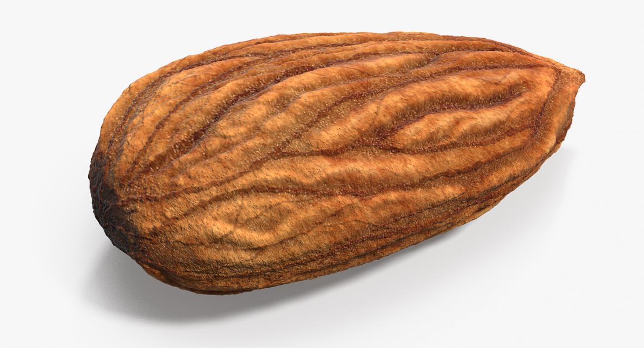 3D model Raw Almond