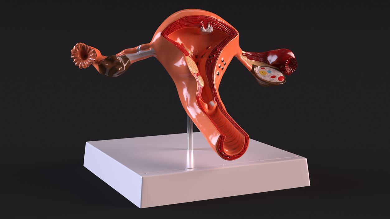 3D Layout Anatomy Female Uterus model