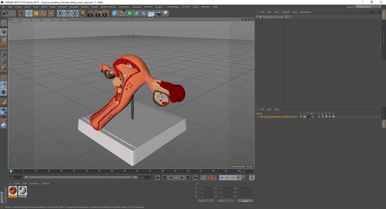 3D Layout Anatomy Female Uterus model