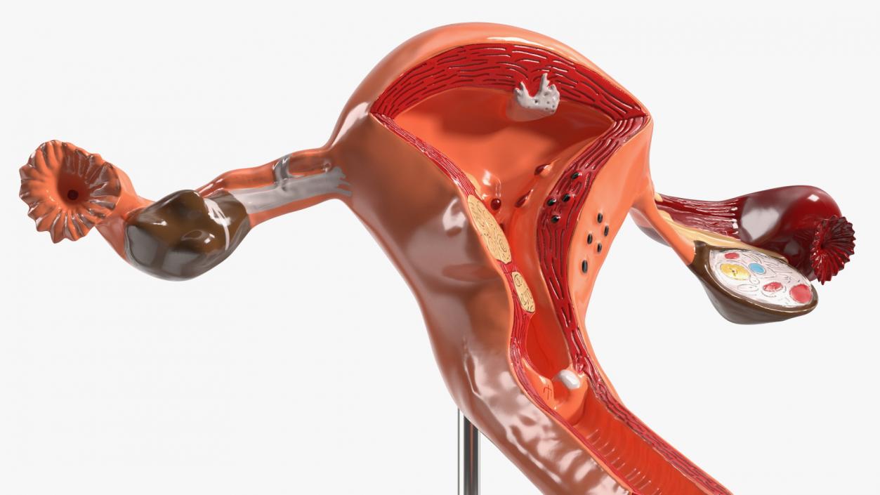 3D Layout Anatomy Female Uterus model