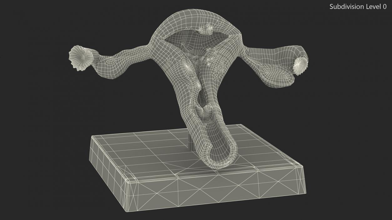 3D Layout Anatomy Female Uterus model