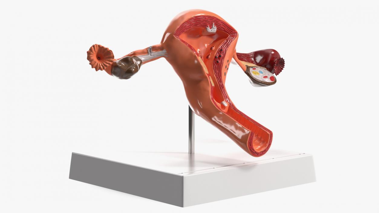 3D Layout Anatomy Female Uterus model