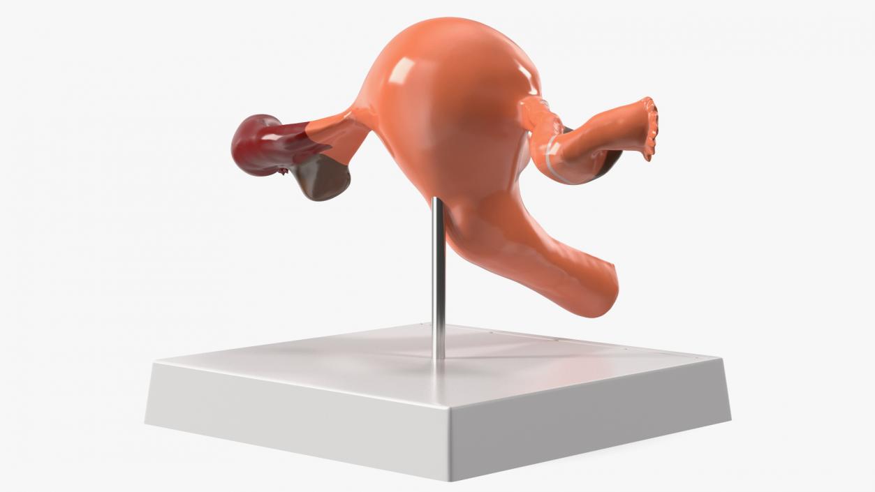 3D Layout Anatomy Female Uterus model