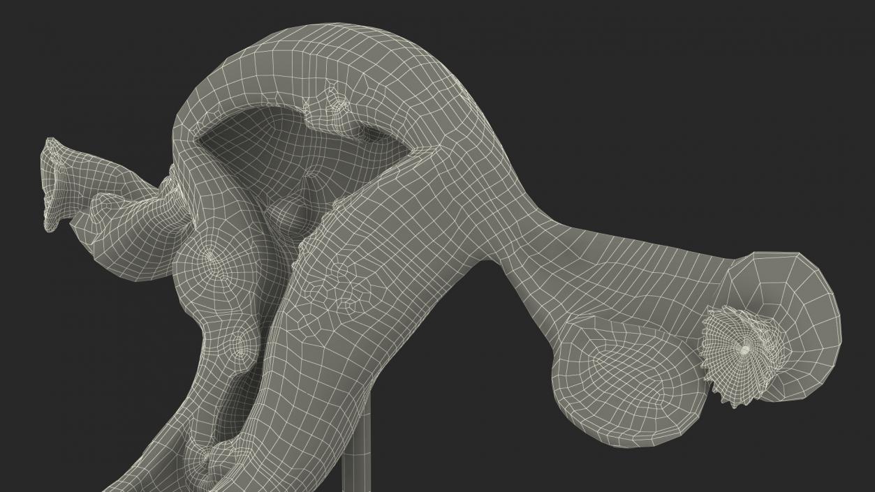 3D Layout Anatomy Female Uterus model