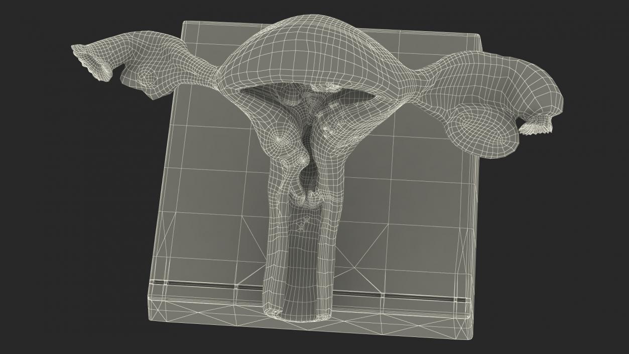 3D Layout Anatomy Female Uterus model