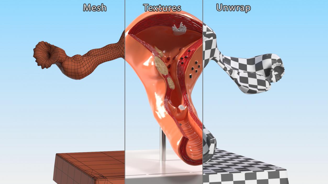 3D Layout Anatomy Female Uterus model