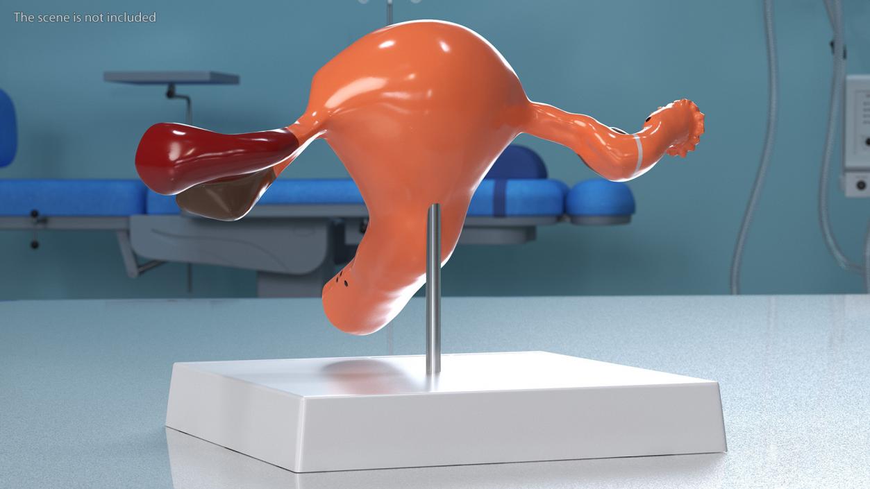 3D Layout Anatomy Female Uterus model