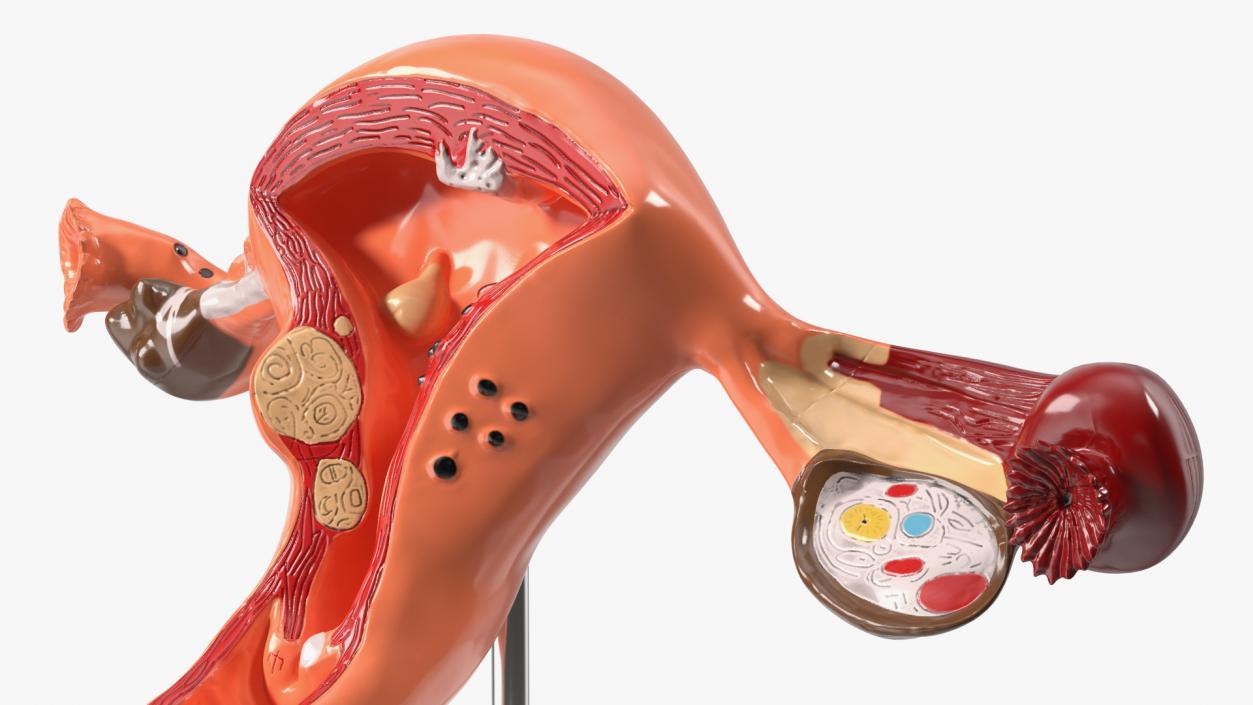 3D Layout Anatomy Female Uterus model