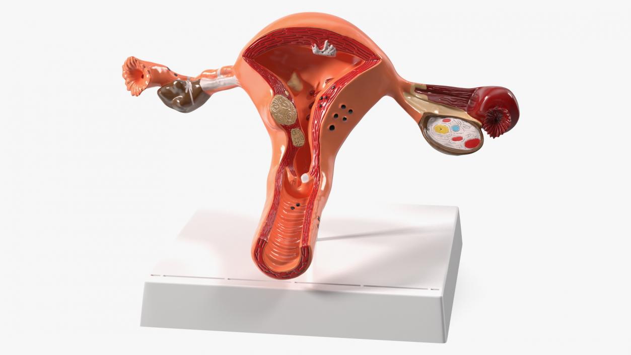 3D Layout Anatomy Female Uterus model