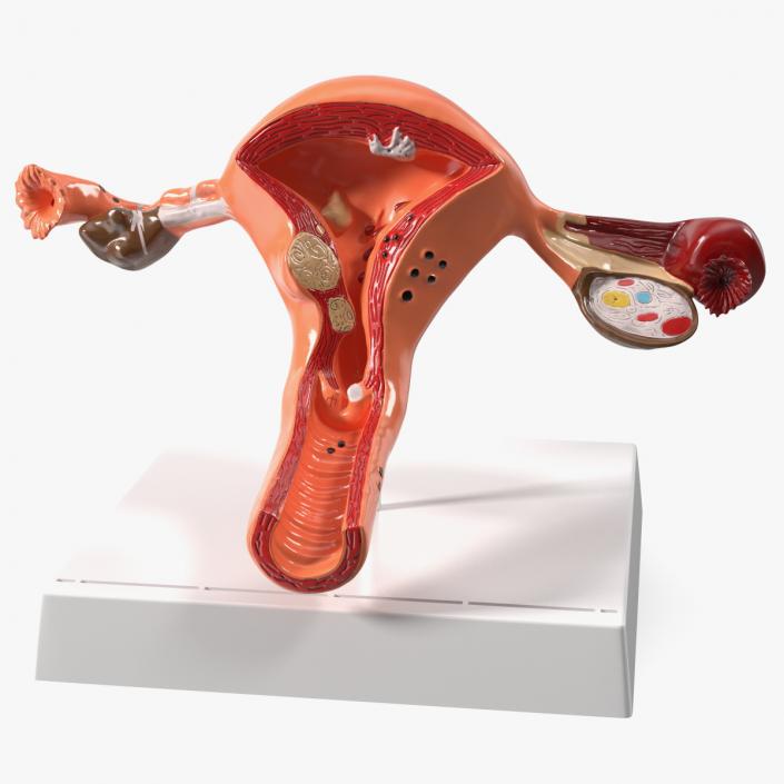 3D Layout Anatomy Female Uterus model