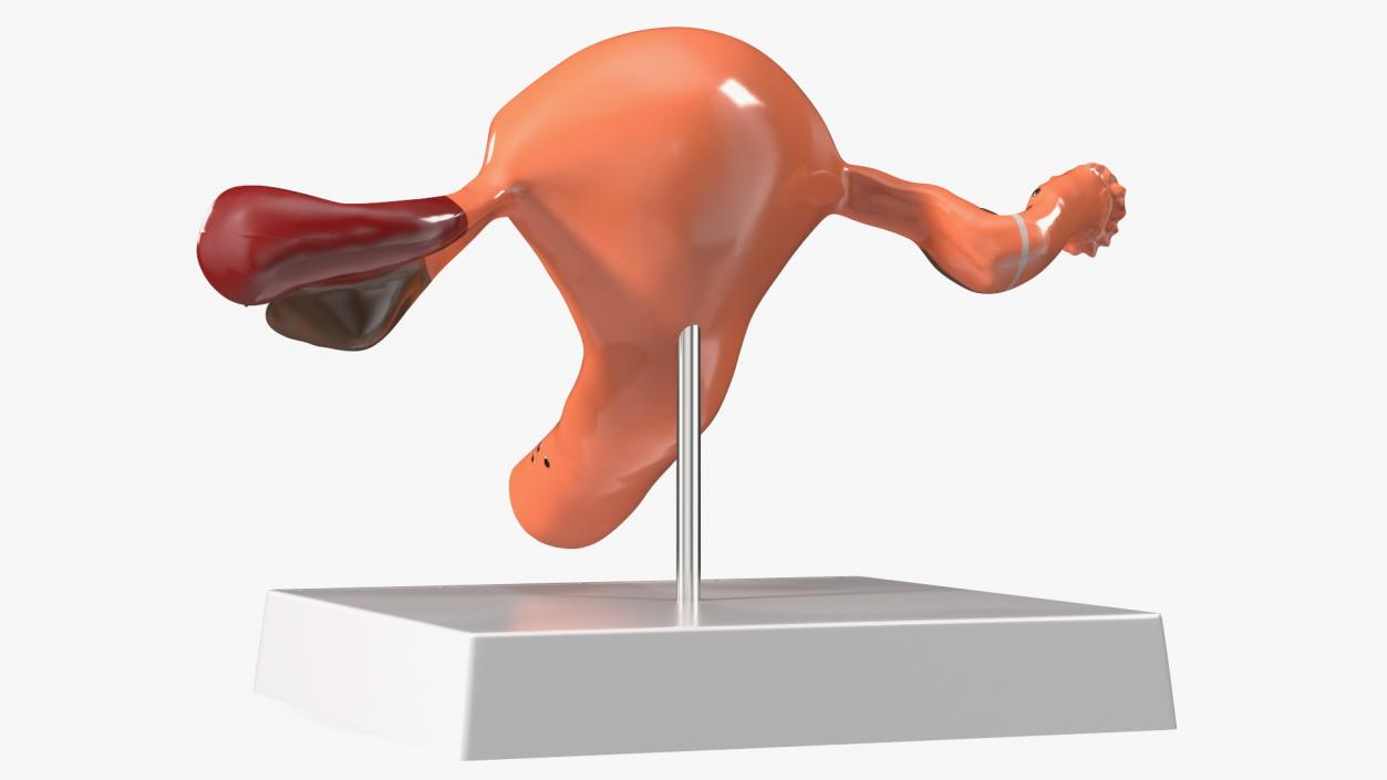 3D Layout Anatomy Female Uterus model