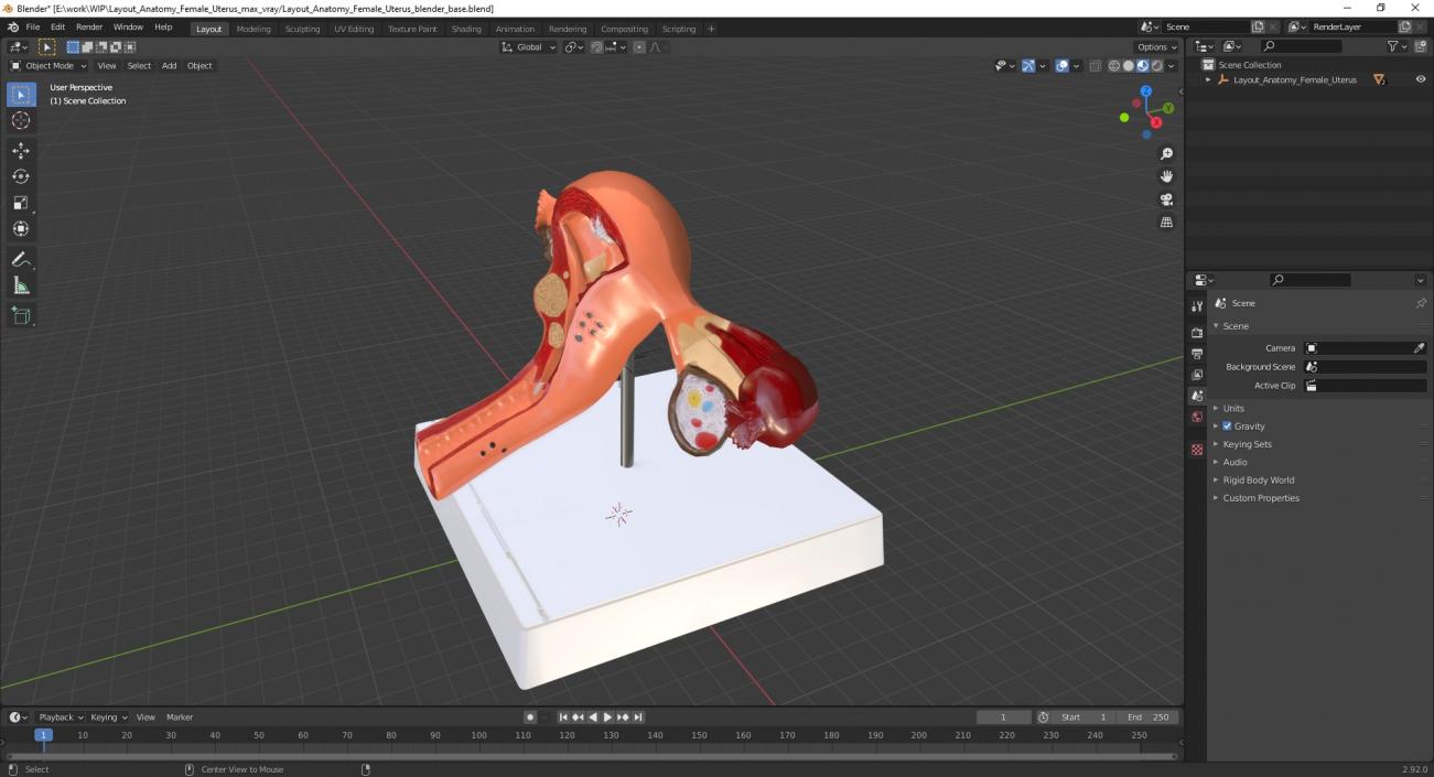 3D Layout Anatomy Female Uterus model