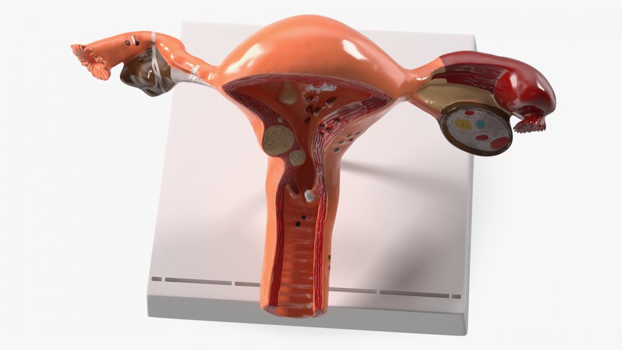 3D Layout Anatomy Female Uterus model