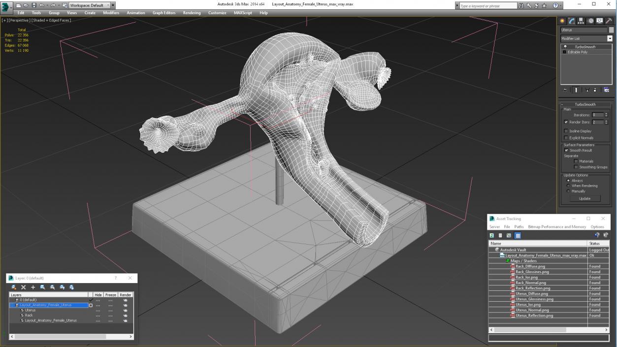 3D Layout Anatomy Female Uterus model