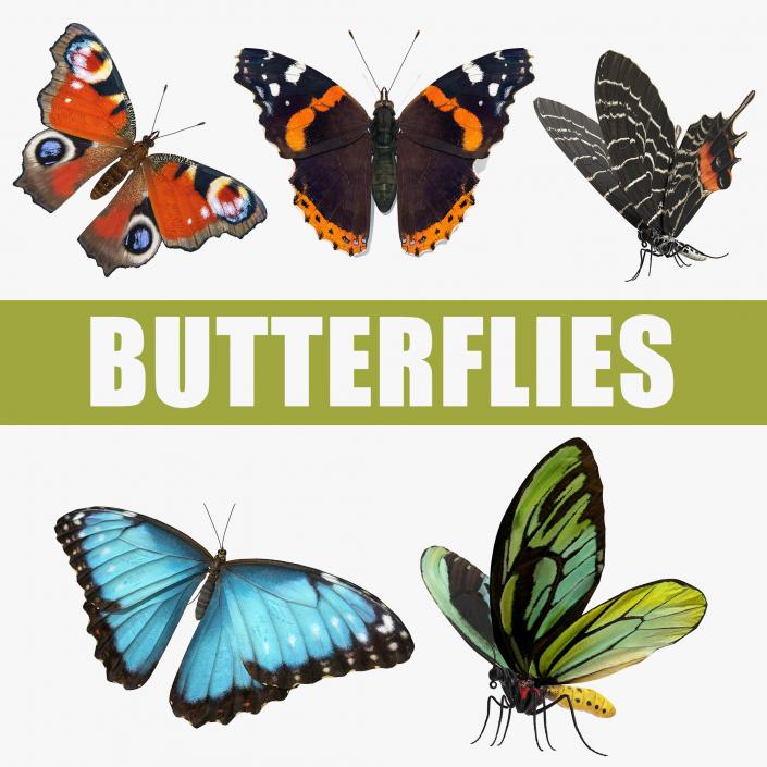 Butterflies 3D Models Collection 3D