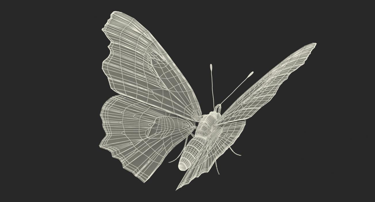 Butterflies 3D Models Collection 3D