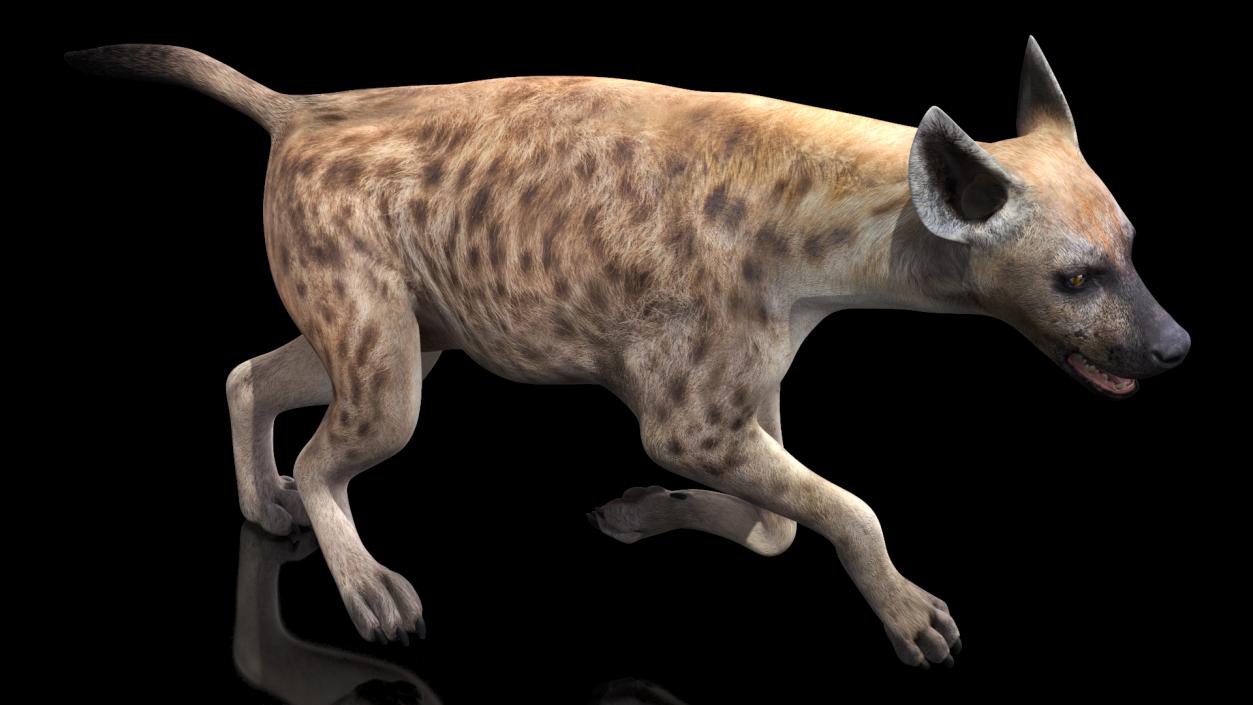 3D Hyena Running Pose model