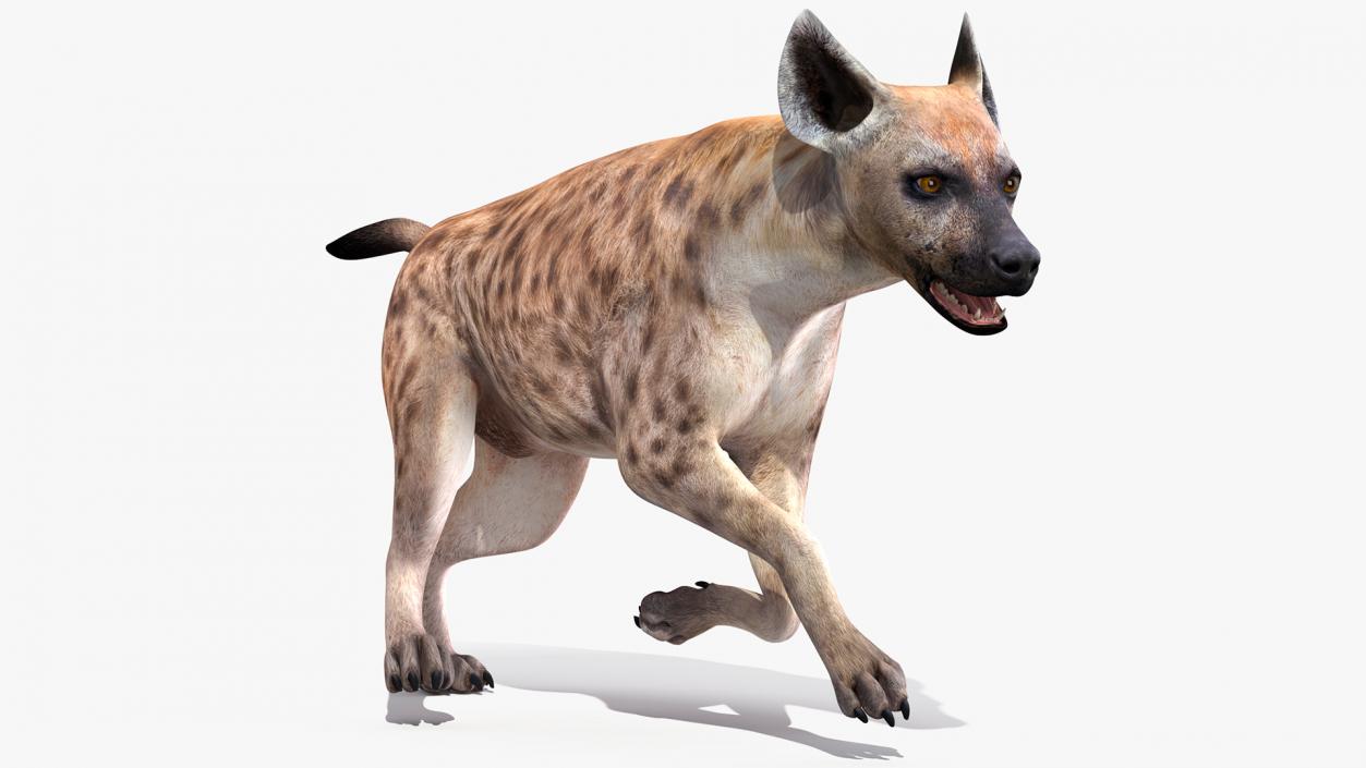 3D Hyena Running Pose model