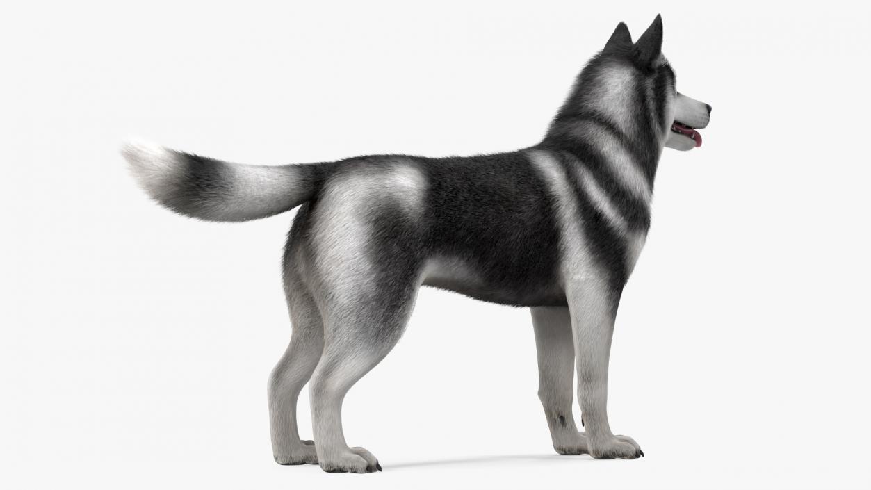 Siberian Husky Black and White Fur 3D model