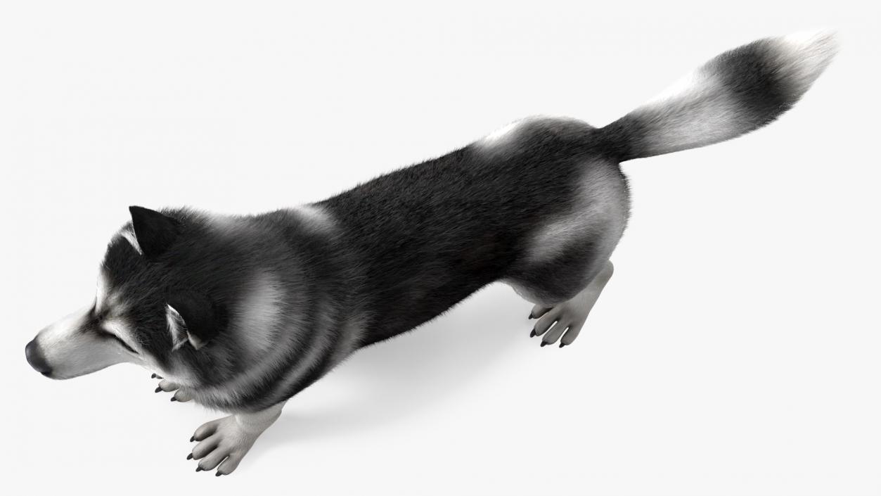 Siberian Husky Black and White Fur 3D model