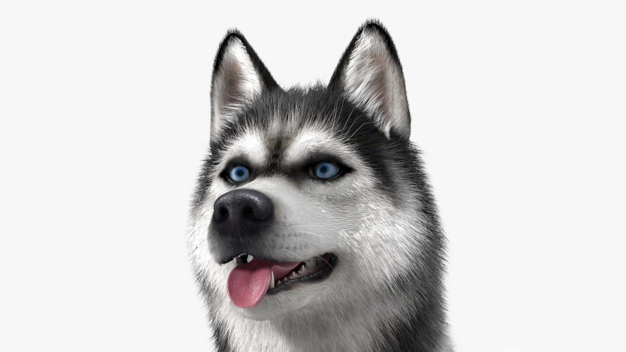 Siberian Husky Black and White Fur 3D model