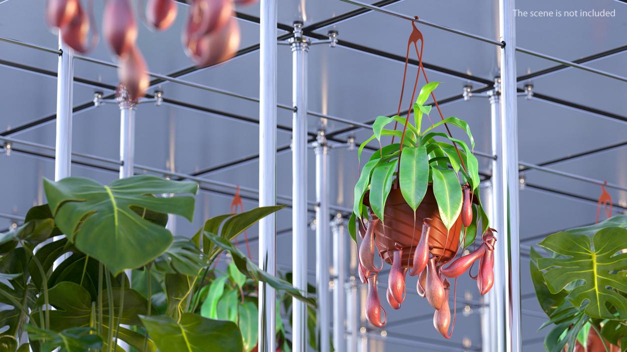 3D model Nepenthes Alata in Hanging Pot