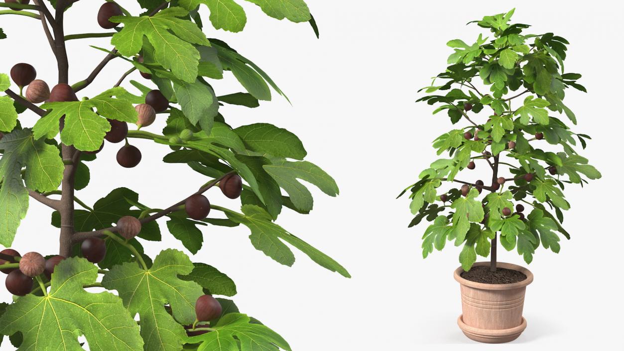 3D Potted Small Fig Tree with Fruits model