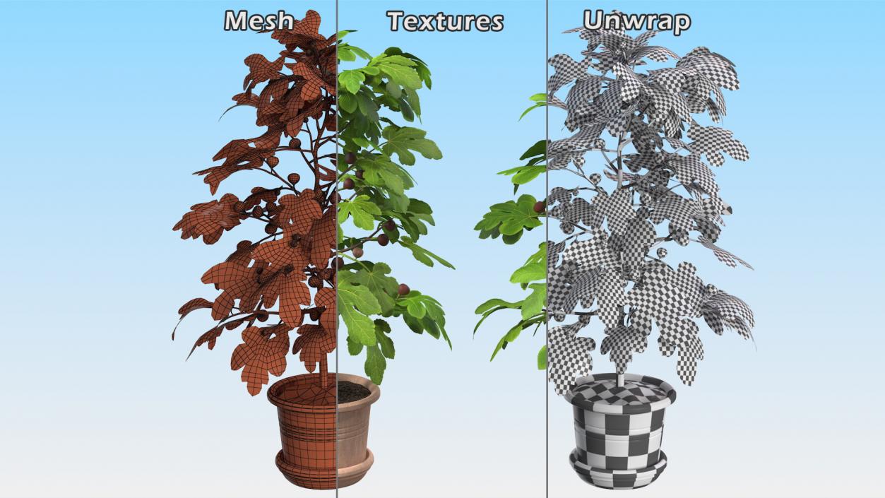 3D Potted Small Fig Tree with Fruits model