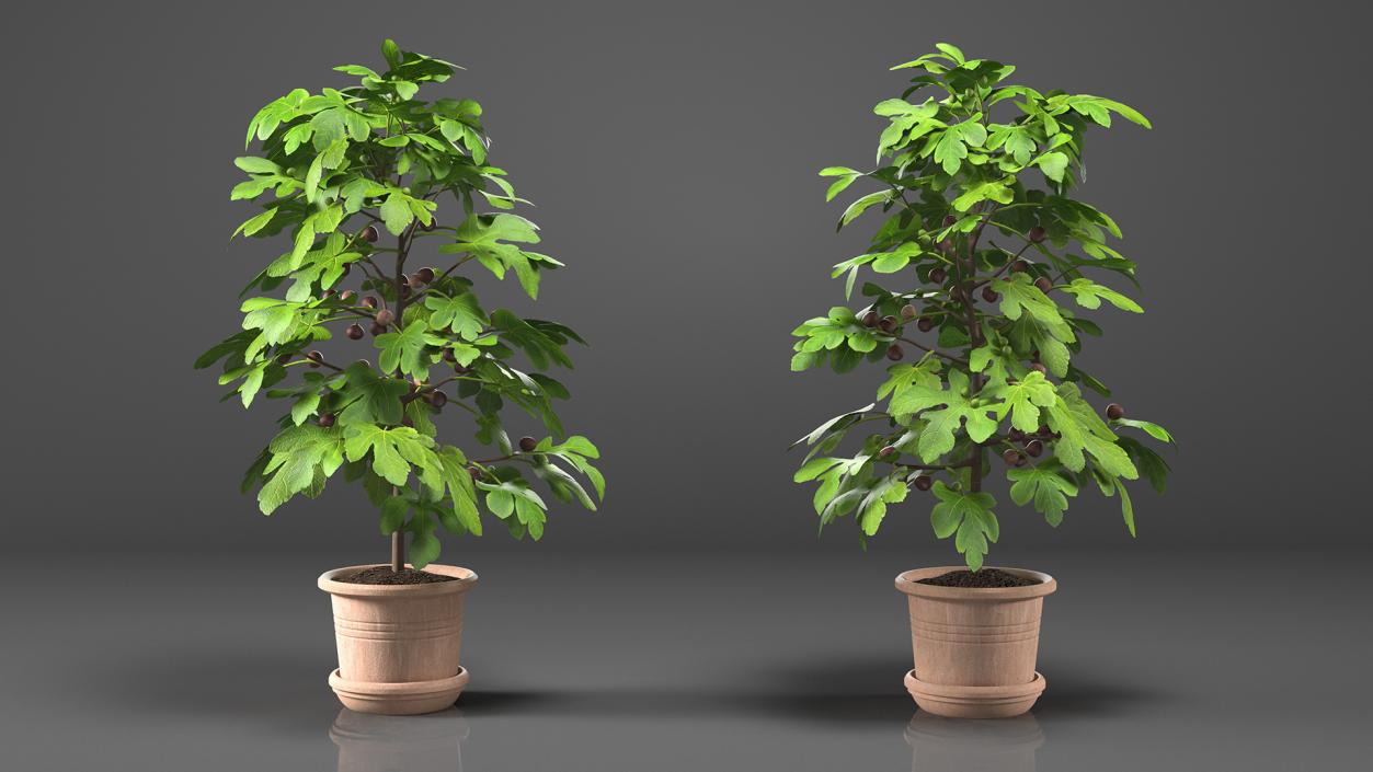 3D Potted Small Fig Tree with Fruits model