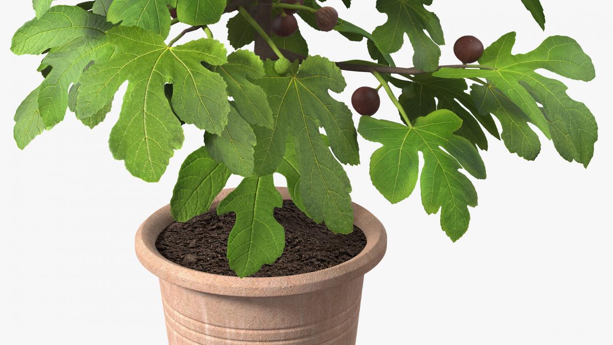 3D Potted Small Fig Tree with Fruits model