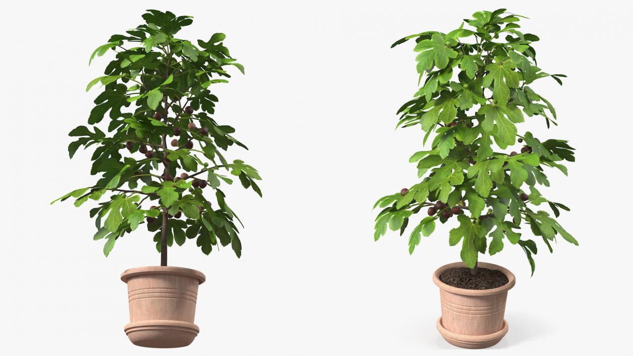 3D Potted Small Fig Tree with Fruits model