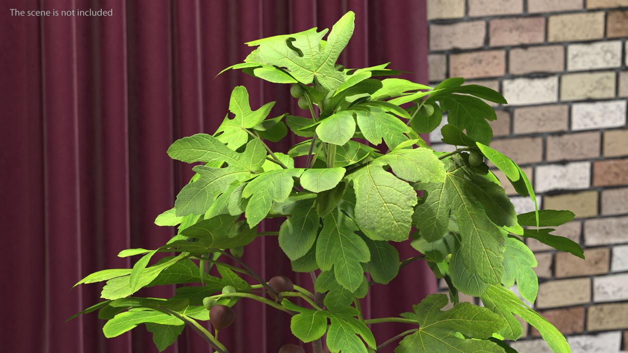 3D Potted Small Fig Tree with Fruits model