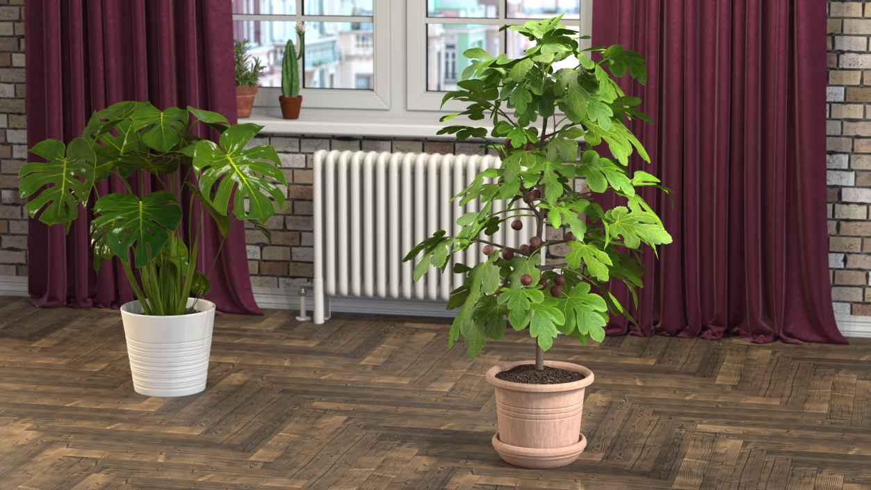 3D Potted Small Fig Tree with Fruits model