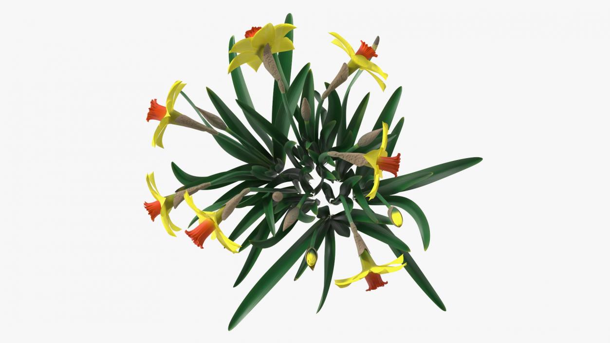 3D model Flowering Plants Collection 12