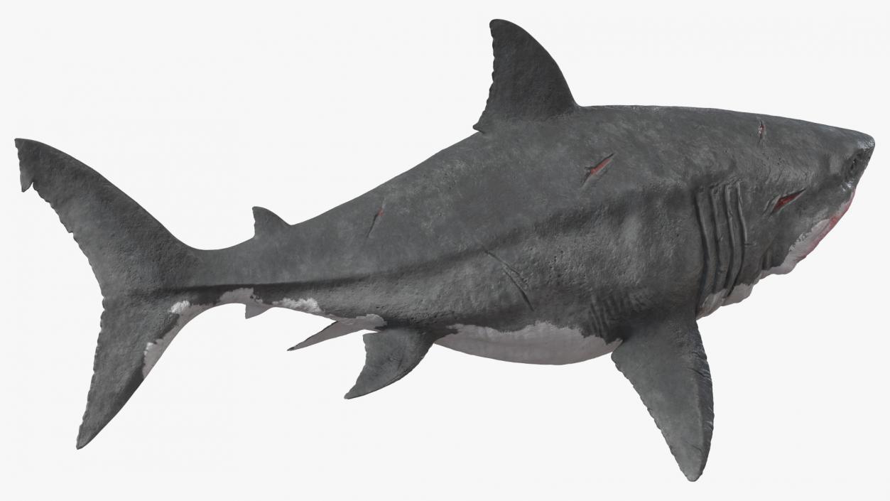 3D Megalodon Swimming Pose model