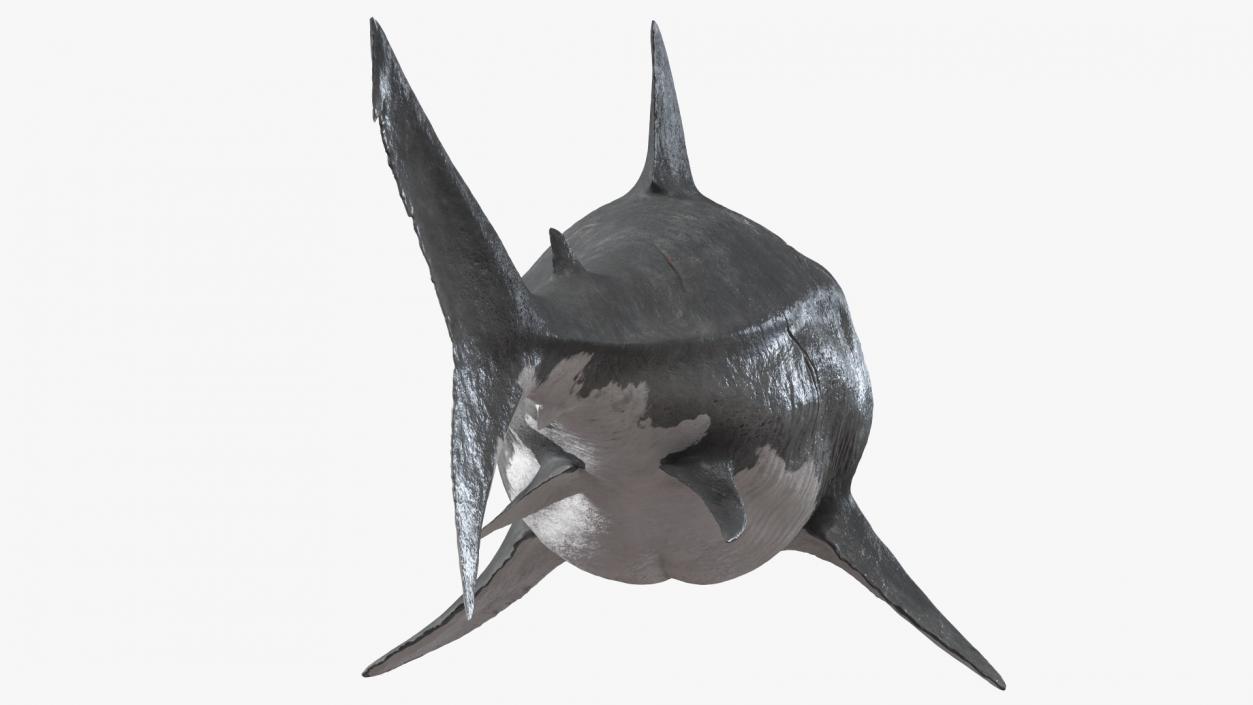 3D Megalodon Swimming Pose model