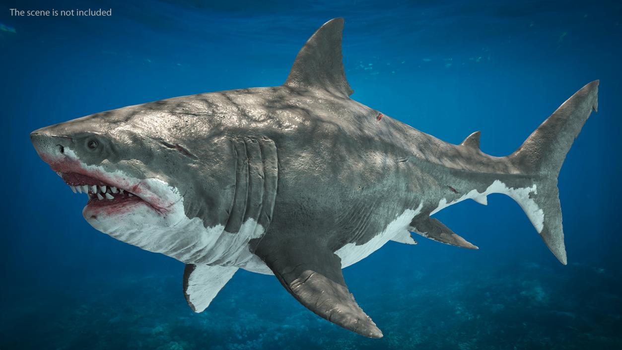 3D Megalodon Swimming Pose model