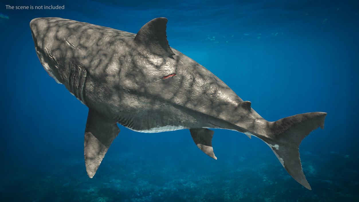 3D Megalodon Swimming Pose model