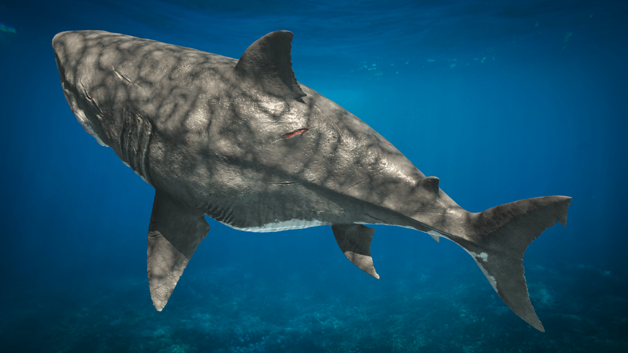 3D Megalodon Swimming Pose model