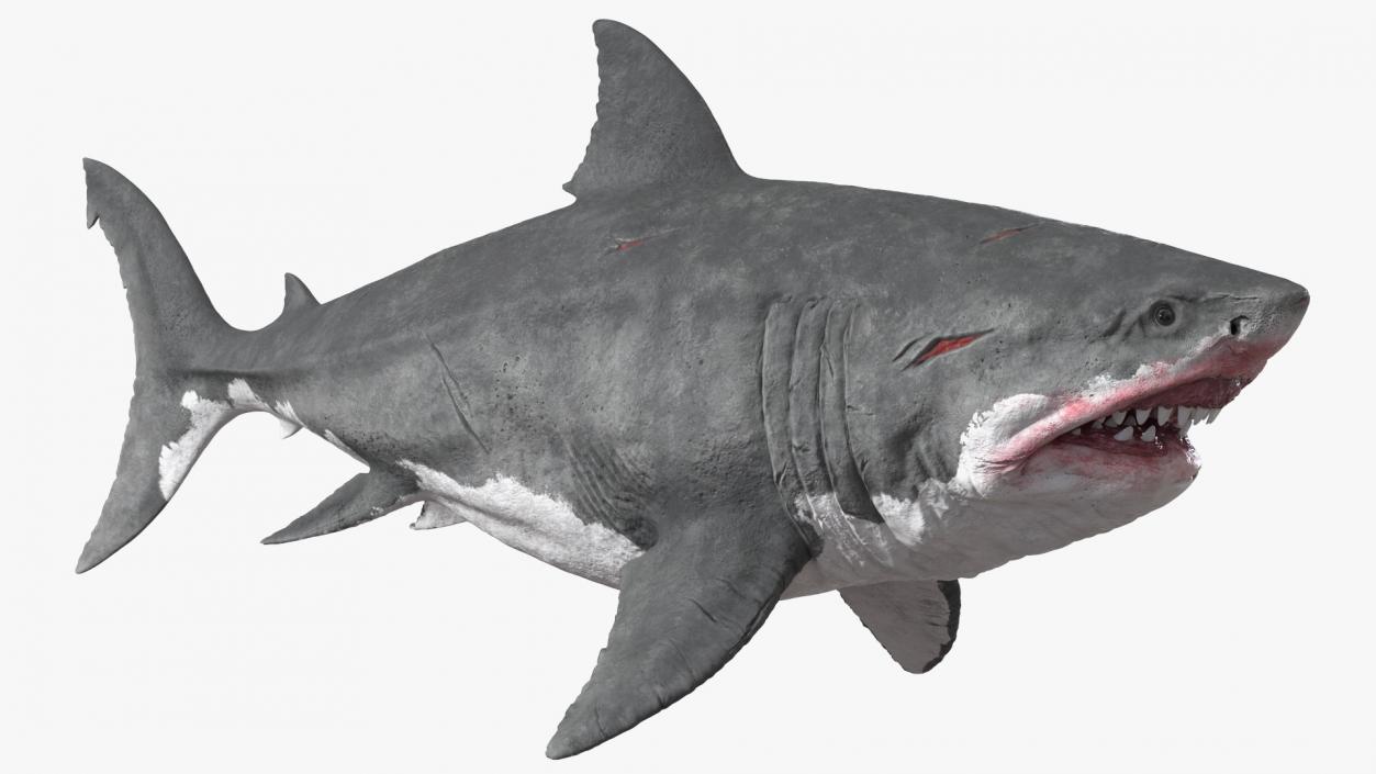 3D Megalodon Swimming Pose model