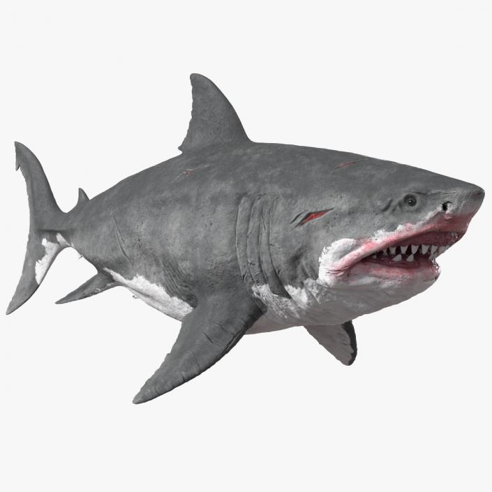 3D Megalodon Swimming Pose model