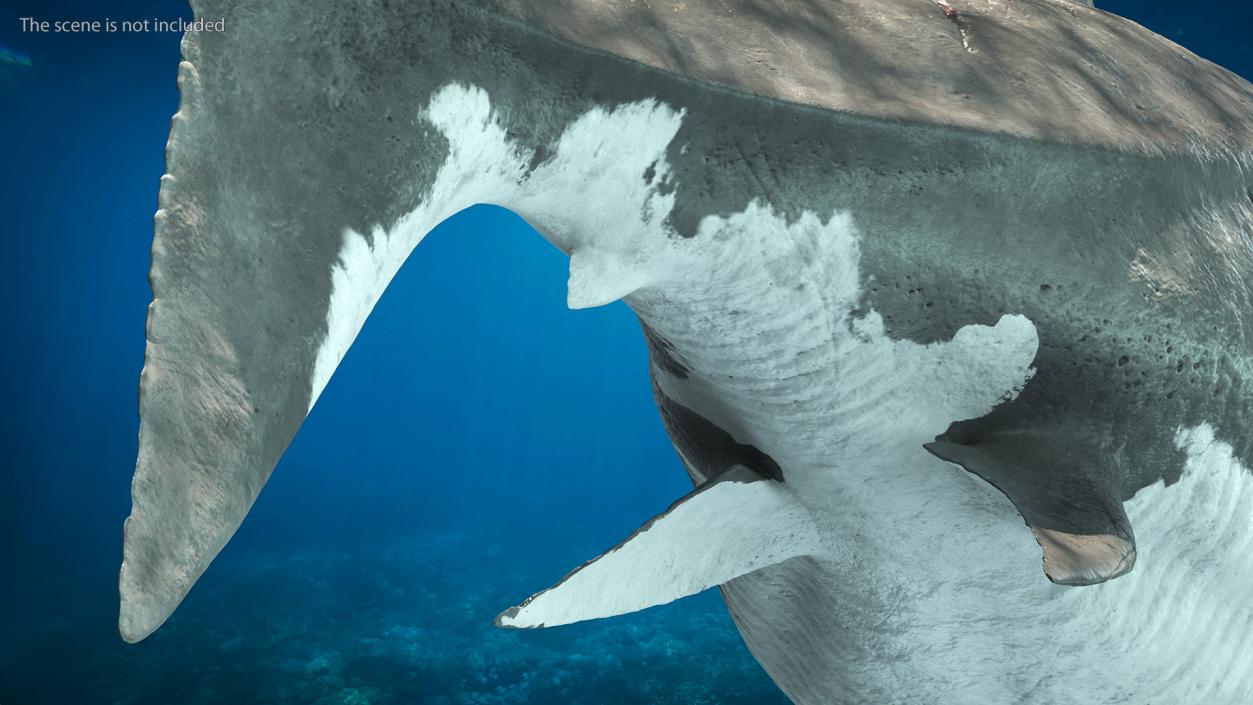 3D Megalodon Swimming Pose model