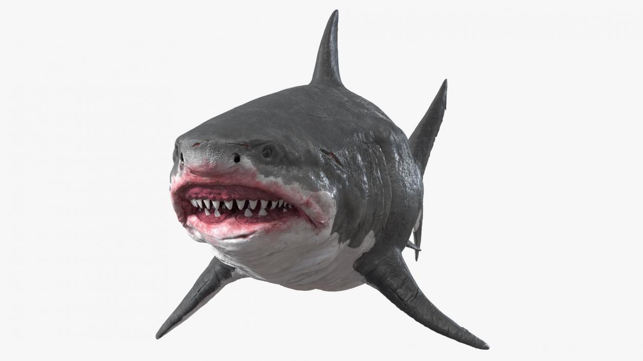 3D Megalodon Swimming Pose model